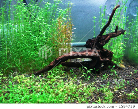 伊樂藻 水蘊草 水族館 1594739