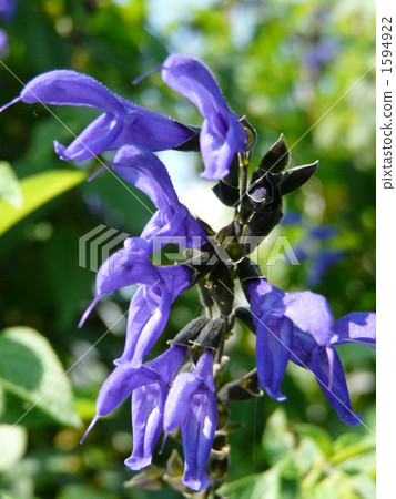 Salvia Guaranitica Salvia Guaranitica 1594922