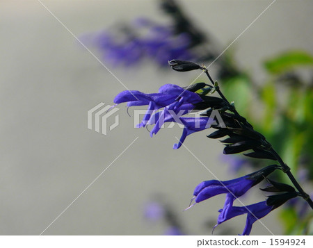 Salvia Guaranitica Salvia Guaranitica 1594924