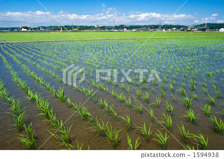 Paddy fields and rice seedlings 1594938