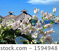 Bougainvillea and a butterfly 1594948