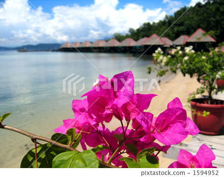 Bougainvillea and the waves-free sea 1594952