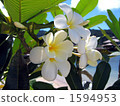 Plumeria white flowers 1594953