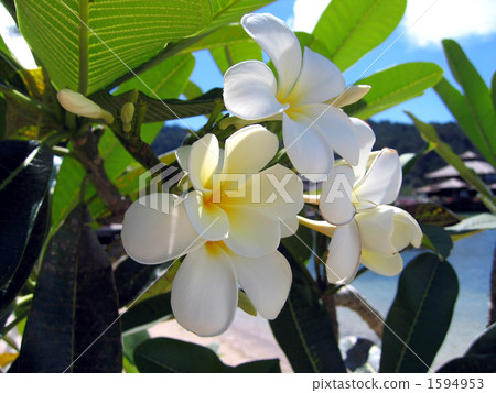 Plumeria white flowers Plumeria white flowers 1594953