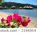 Water Cottage and Bougainvillea 1594954