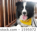 border collie, dog, dogs 1595072