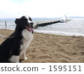 border collie, dog, dogs 1595151