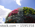 begonia, sphere, marigold 1595358