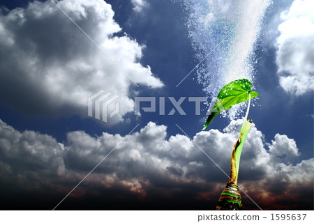 Sky and ornamental plants (watering) Sky and ornamental plants (watering) 1595637