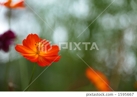 Cosmos flowers in full bloom Cosmos flowers in full bloom 1595667
