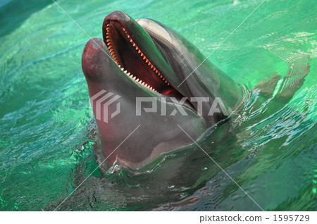 海豚等待張開嘴 海豚等待張開嘴 1595729