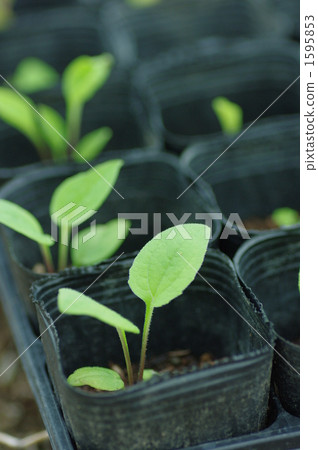 Echinacea seedlings 1595853