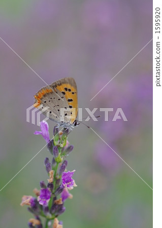 Ladybird and Lavender 1595920