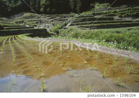 梯田 水稻 在山里 1596104