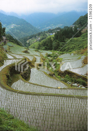梯田 水稻 在山里 1596109