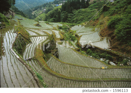梯田 水稻 在山里 1596113