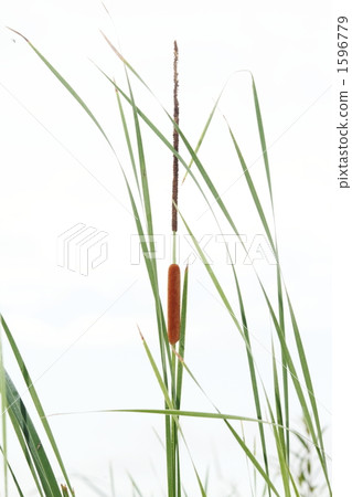 Ear of the Gama Ear of the Gama 1596779