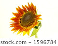 sunflower	 1596784