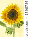 sunflower	 1596786