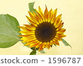 sunflower	 1596787
