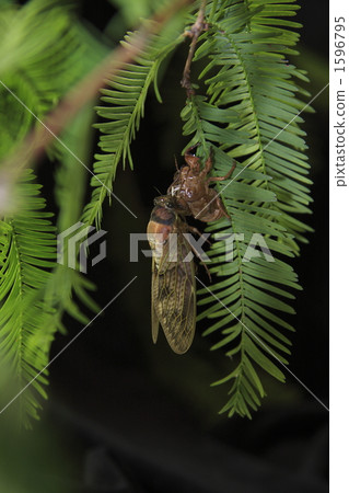 emergence of insects, growing wings and flying, large brown cicada 1596795