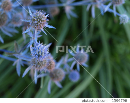 刺芹 薊花 綠色 1596796