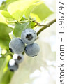 Blueberry fruit 1596797
