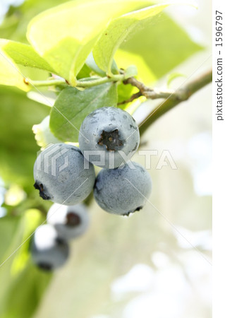 藍莓果實 1596797