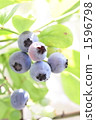 Blueberry fruit 1596798