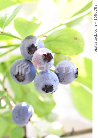 Blueberry fruit Blueberry fruit 1596798
