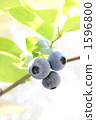 Blueberry fruit 1596800