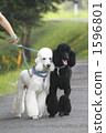 Black and white poodle 1596801