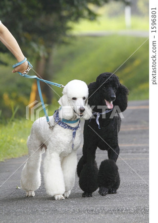 Black and white poodle 1596801