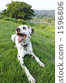 Dalmatian's blues 1596806