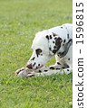 Dalmatian's blues 1596815