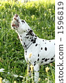 Dalmatian's blues 1596819