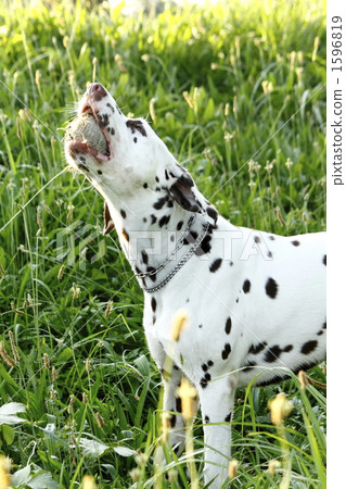 Dalmatian's blues Dalmatian's blues 1596819