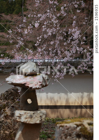 石燈籠 櫻花 櫻 1596935