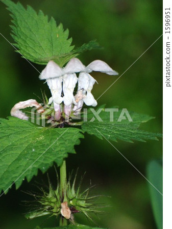 Small dancers 1596951