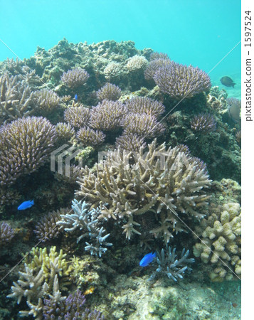 Coral of Ikemajima 1597524