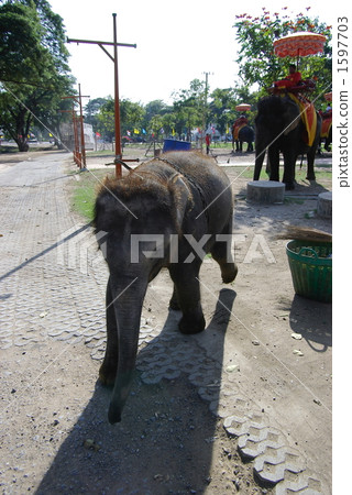 大城府的小象 1597703