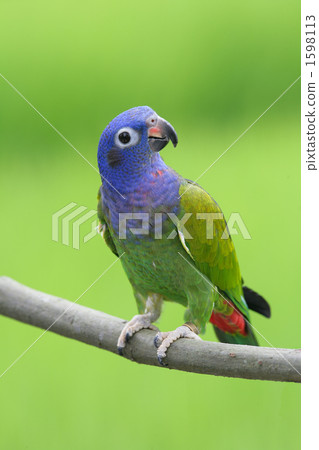 Akebono不贊成 1598113