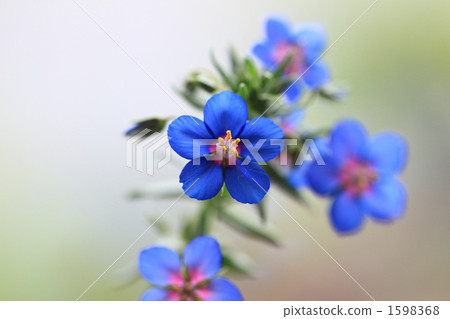 Angie Anasgallis 1598368