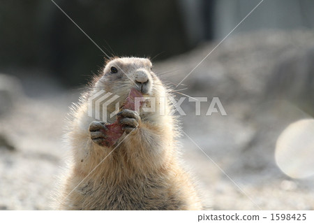 Ogro Prairie dog 1598425