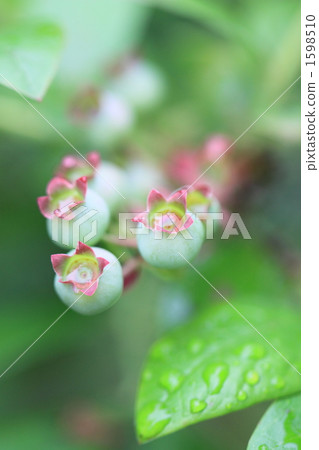 藍莓 藍莓 1598510