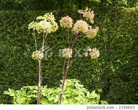 Angelica 1598683