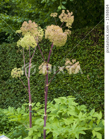 Angelica 1598684