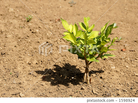 Konnyaku幼苗 1598924