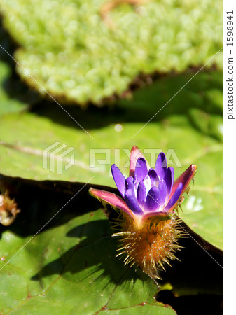 Flowering of Onivas 1598941