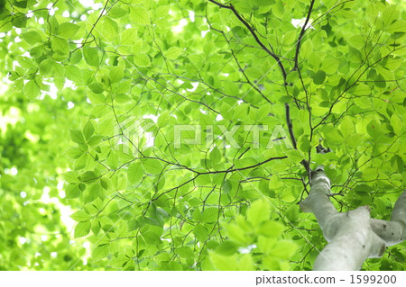 Fresh green of beech 1599200